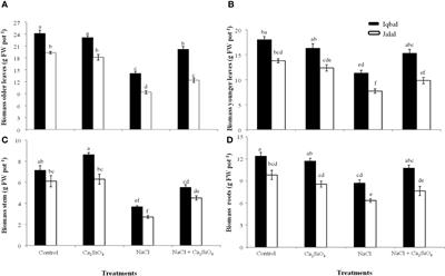 Low apoplastic Na+ and intracellular ionic homeostasis confer salinity tolerance upon Ca2SiO4 chemigation in Zea mays L. under salt stress